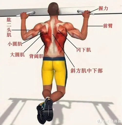 室内健身房养花好不好