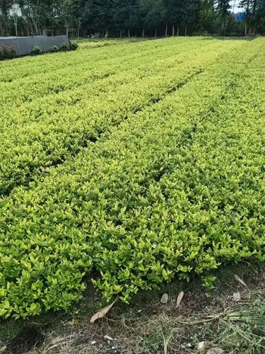 森林游戏怎么找网球拍子
